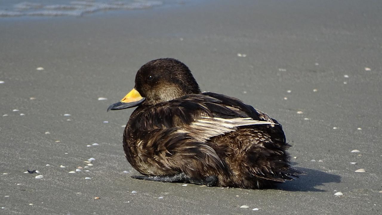 Cape May, Cape May Migration, Fall Migration, Fall Migration Tour, Cape May Birding Tour, Naturalist Journeys