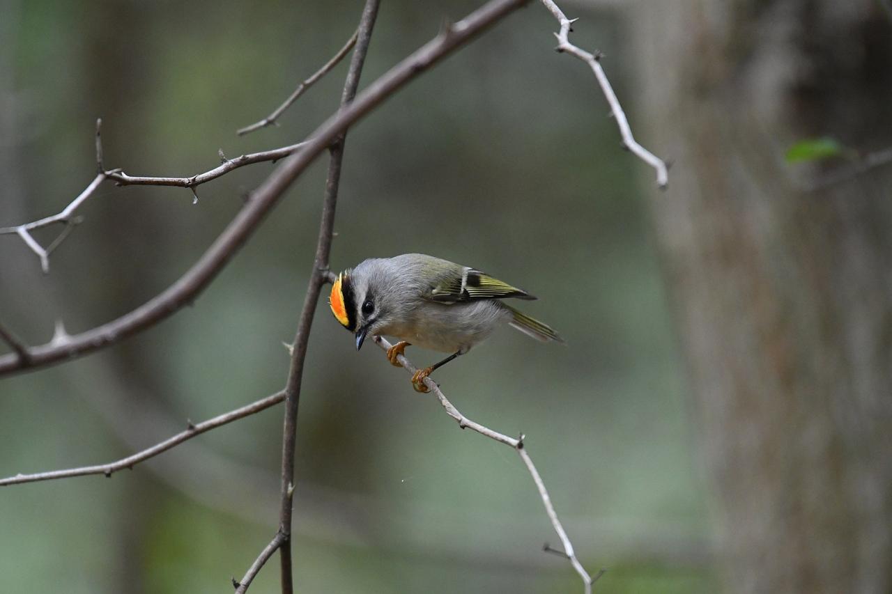 Cape May Fall Birding Migration Tour 2023 Naturalist Journeys Bird