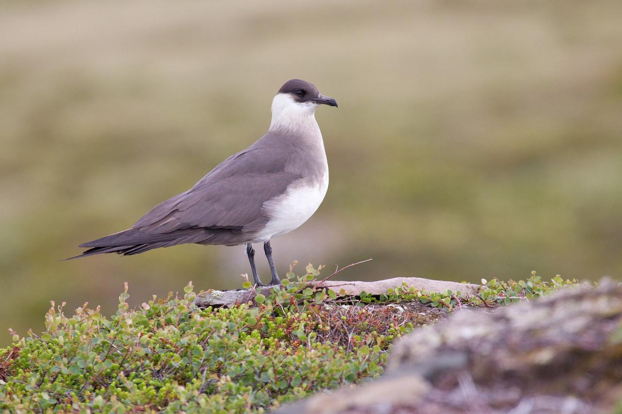 Cape May, Cape May Migration, Fall Migration, Fall Migration Tour, Cape May Birding Tour, Naturalist Journeys