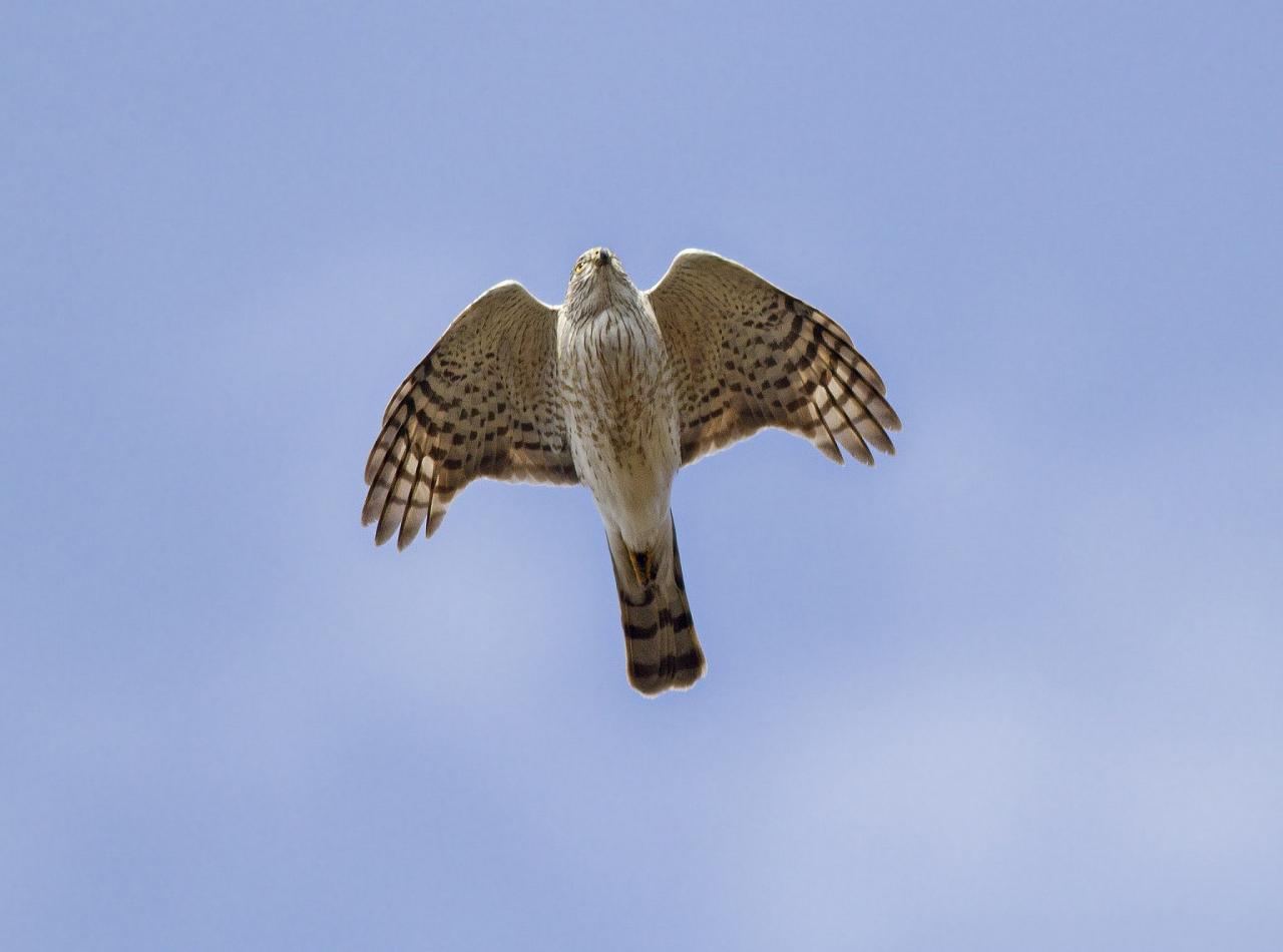Cape May, Cape May Migration, Fall Migration, Fall Migration Tour, Cape May Birding Tour, Naturalist Journeys