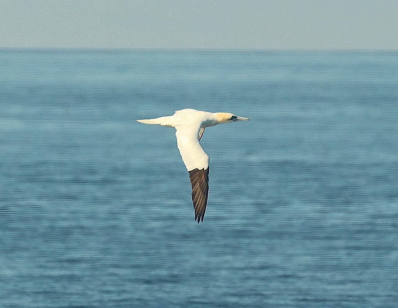 Cape May, Cape May Migration, Fall Migration, Fall Migration Tour, Cape May Birding Tour, Naturalist Journeys