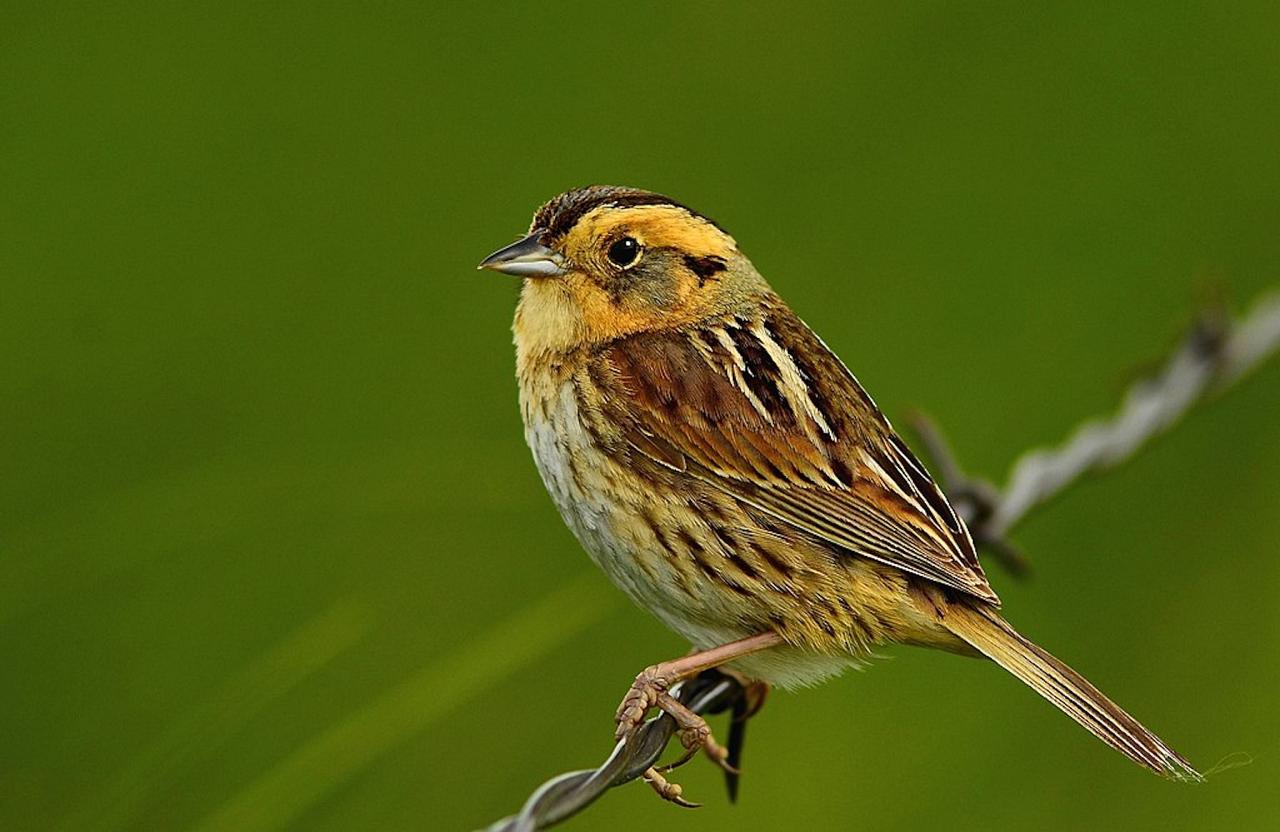 Cape May, Cape May Migration, Fall Migration, Fall Migration Tour, Cape May Birding Tour, Naturalist Journeys