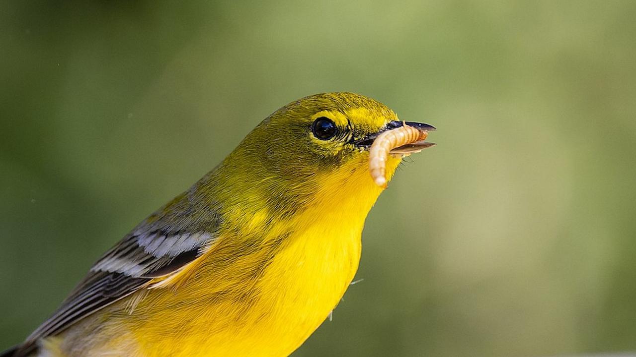 Cape May, Cape May Migration, Fall Migration, Fall Migration Tour, Cape May Birding Tour, Naturalist Journeys
