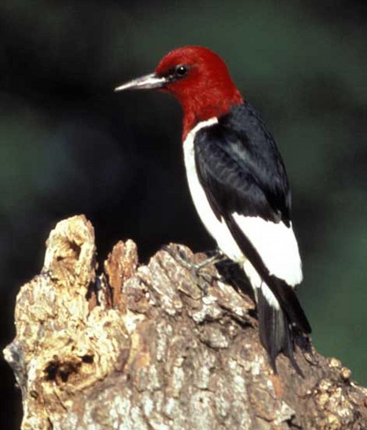 Cape May, Cape May Migration, Fall Migration, Fall Migration Tour, Cape May Birding Tour, Naturalist Journeys