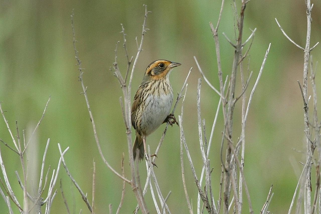 Cape May, Cape May Migration, Fall Migration, Fall Migration Tour, Cape May Birding Tour, Naturalist Journeys