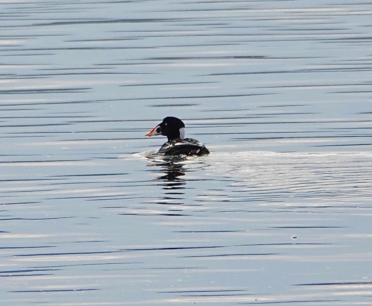 Cape May, Cape May Migration, Fall Migration, Fall Migration Tour, Cape May Birding Tour, Naturalist Journeys