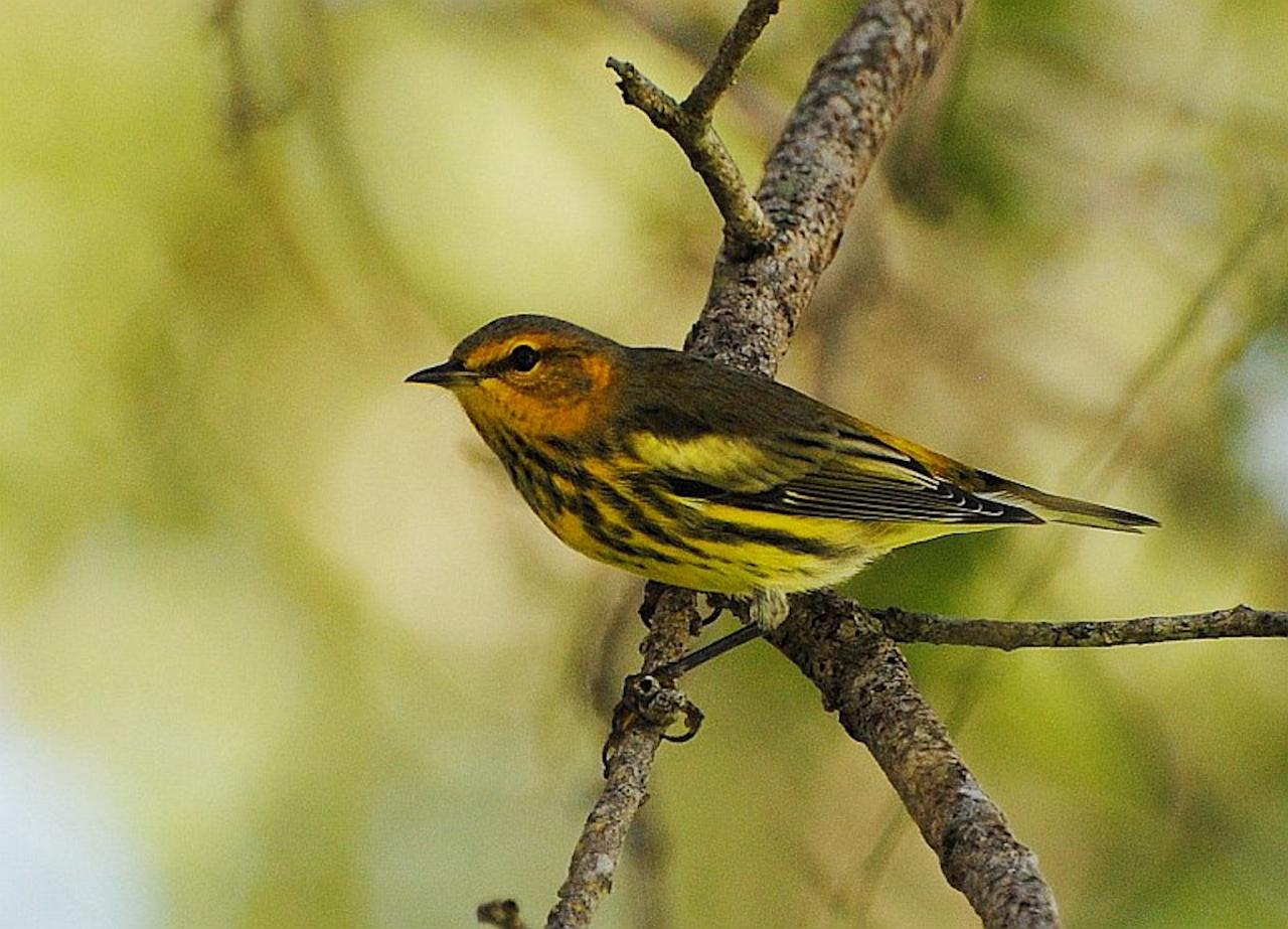 Cape May Warbler, Cape May Migration, Fall Migration, Fall Migration Tour, Cape May Birding Tour, Naturalist Journeys