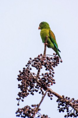 Orange-chinned Parakeet, Panama, Tranquilo Bay Birding, Panama Birding Tour, Panama Nature Tour, Naturalist Journeys