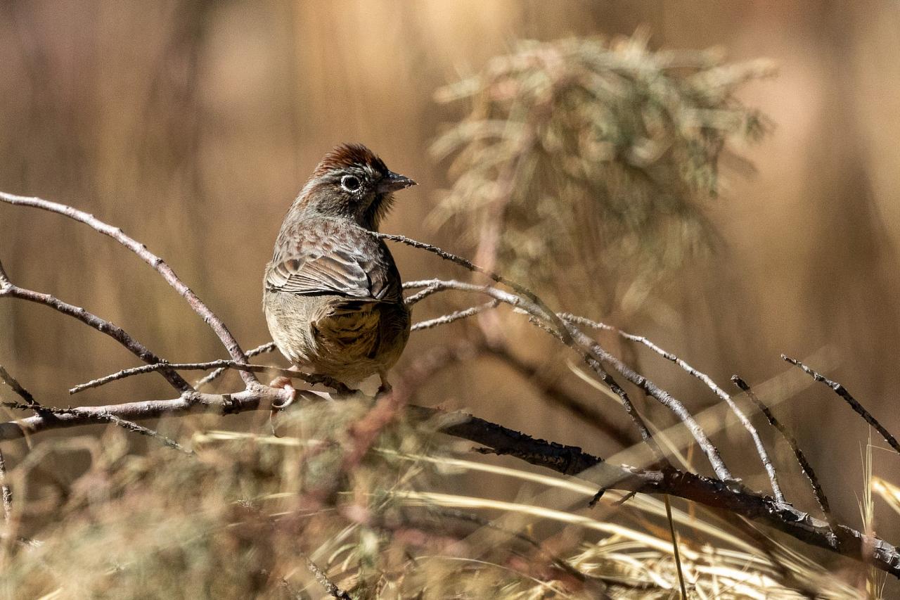 Rufous-collared Sparrow, Southeast Arizona, Arizona, Arizona Nature Tour, Arizona Birding Tour, Naturalist Journeys	