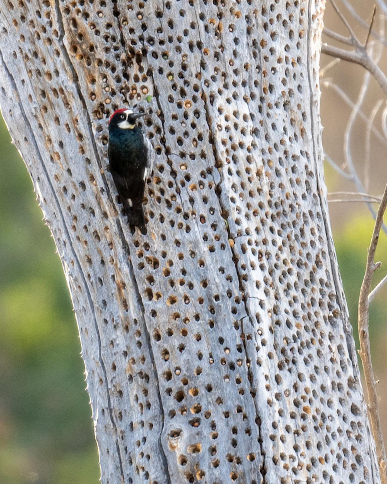 Acorn Woodpecker, Southeast Arizona, Arizona, Arizona Nature Tour, Arizona Birding Tour, Naturalist Journeys Photo-Friendly