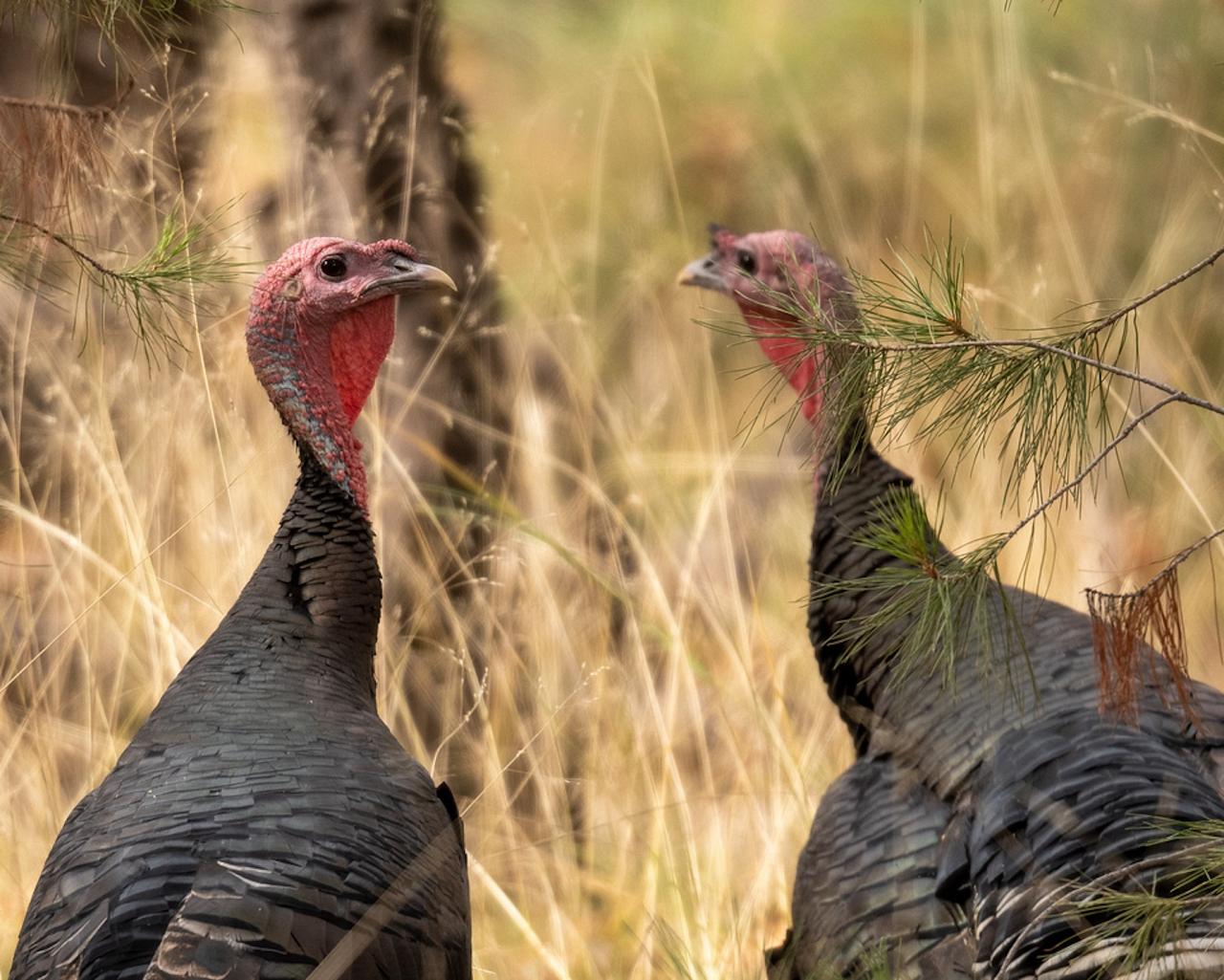 Wild Turkeys, Southeast Arizona, Arizona, Arizona Nature Tour, Arizona Birding Tour, Naturalist Journeys Photo-Friendly