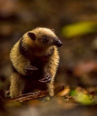 Belize, Belize Nature Tour, Belize Birding Tour, Winter Belize Tour, Naturalist Journeys