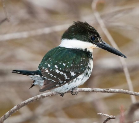 Green Kingfisher, South Texas, South Texas Nature Tour, South Texas Birding Tour, Naturalist Journeys