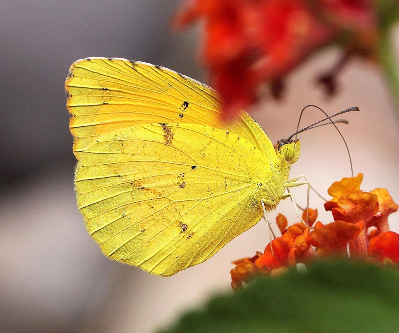 Yellow Boisduval's, Alan Schmierer, South Texas, South Texas Nature Tour, South Texas Birding and Butterflies Tour, Naturalist Journeys
