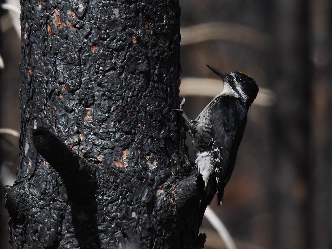 Black-backed Woodpecker, Steve Shunk, Oregon's Woodpecker Wonderland, Birding and Nature Tour, Wildflowers of Oregon, Woodpecker Guided Tour