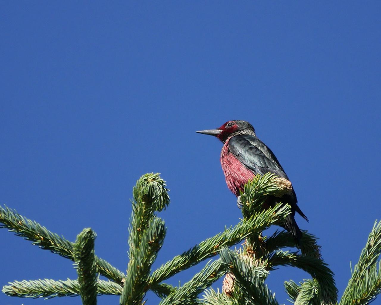 Lewis's Woodpecker, Steve Shunk, Oregon's Woodpecker Wonderland, Birding and Nature Tour, Wildflowers of Oregon, Woodpecker Guided Tour
