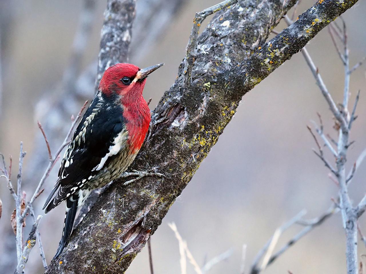 Red-breasted Sapsucker, Steve Shunk, Oregon's Woodpecker Wonderland, Birding and Nature Tour, Wildflowers of Oregon, Woodpecker Guided Tour