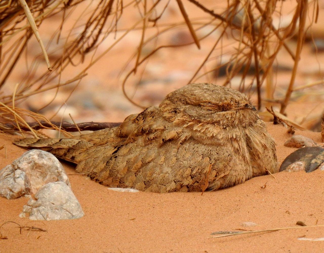 Morocco, Morocco Wildlife, Wildlife Tour, North-African Wildlife, Birdwatching, Photography Tour, Birds of the World, Marrakech, High Atlas Mountains, Desert Landscapes