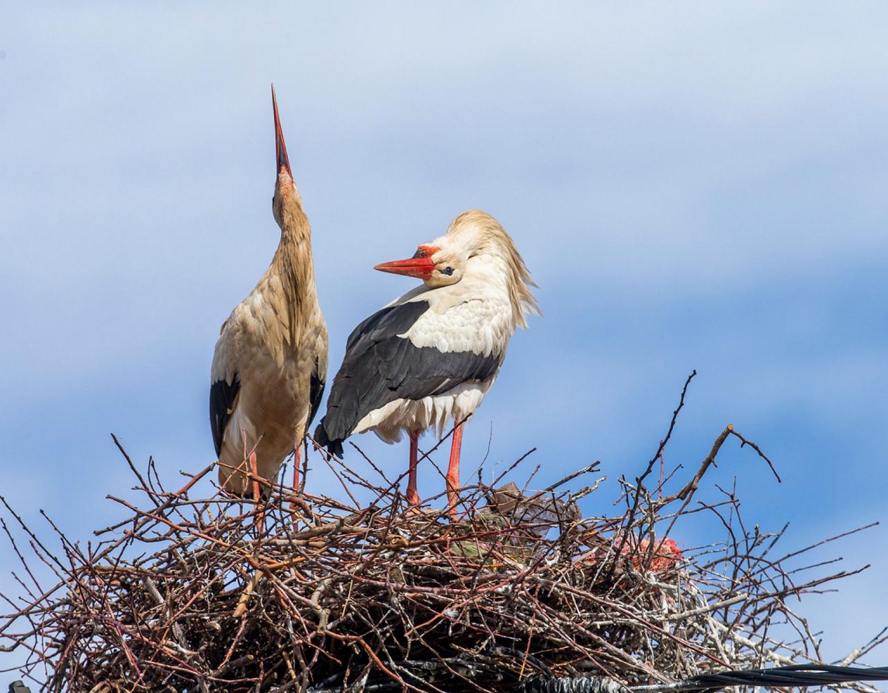 Morocco, Morocco Wildlife, Wildlife Tour, North-African Wildlife, Birdwatching, Photography Tour, Birds of the World, Marrakech, High Atlas Mountains, Desert Landscapes