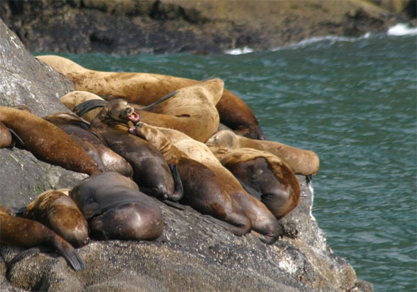 Steller Sea Lions, Alaska, Naturalist Journeys, Alaska Wildlife Tour