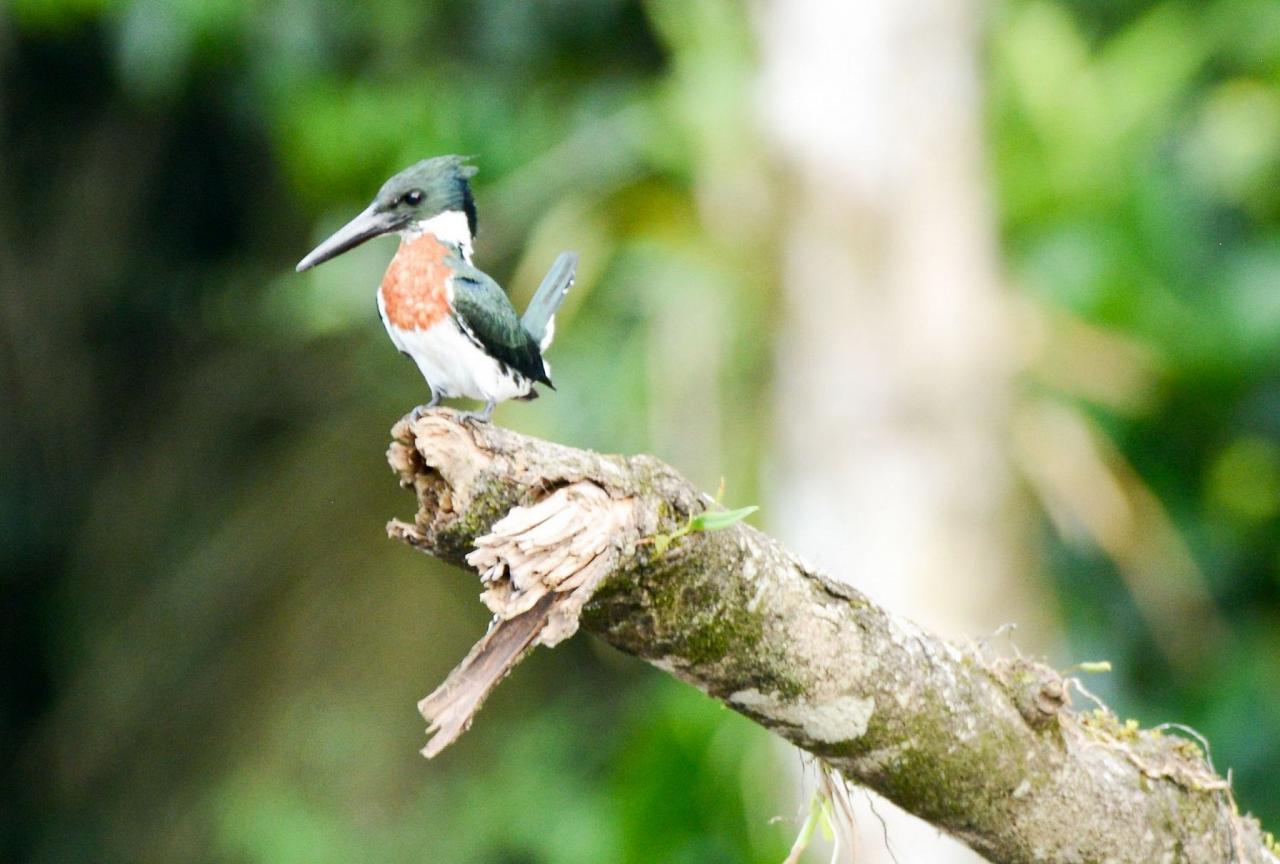Amazon Kingfisher, Costa Rica, Costa Rica Birding Tour, Costa Rica Nature Tour, Winter Costa Rica Tour, Naturalist Journeys