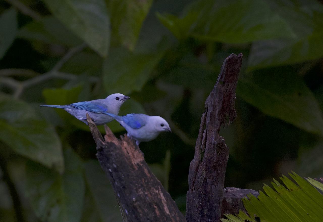 Blue-gray Tanager, Costa Rica, Costa Rica Birding Tour, Costa Rica Nature Tour, Winter Costa Rica Tour, Naturalist Journeys