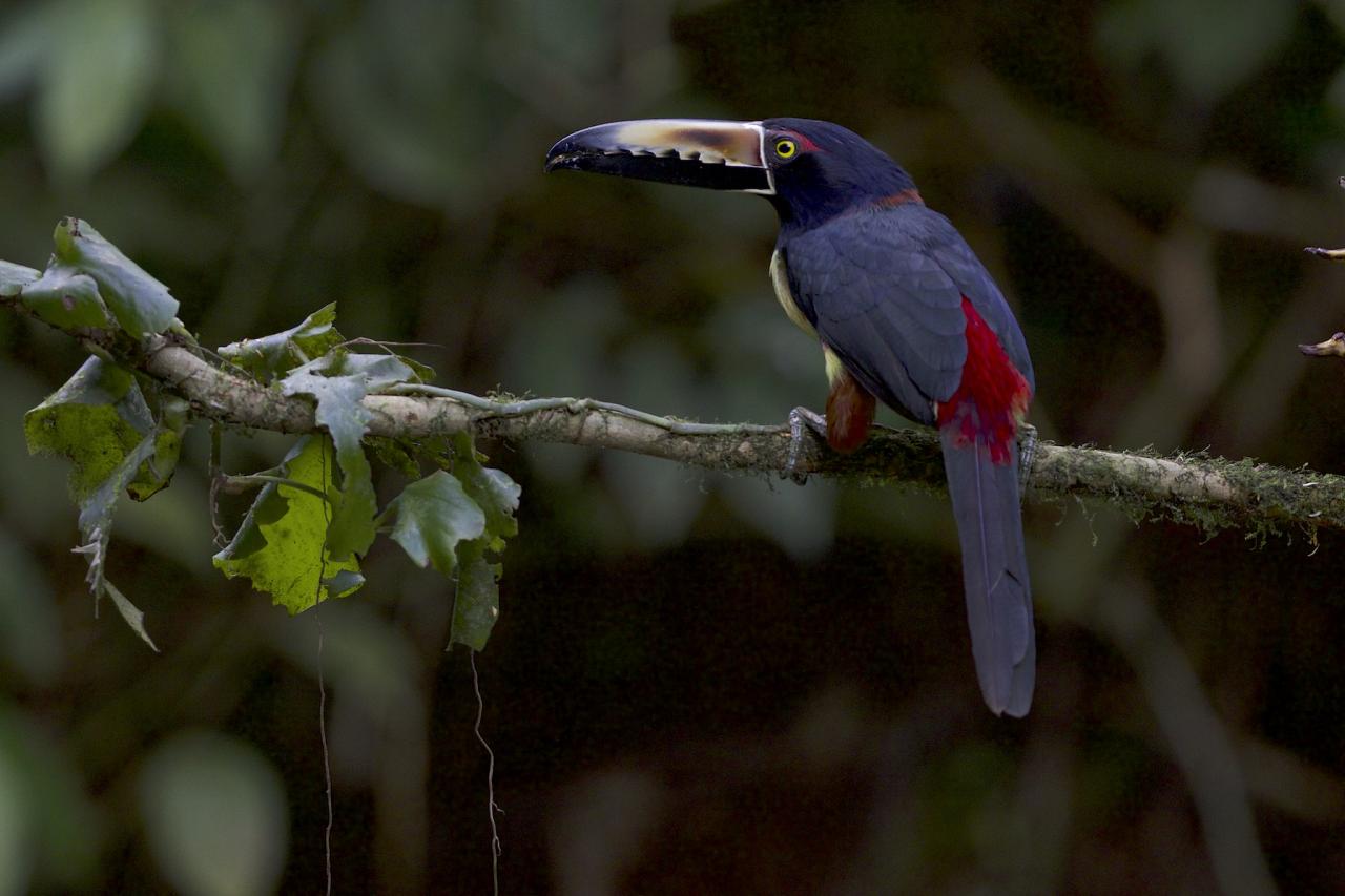 Collared Aracari, Costa Rica, Costa Rica Birding Tour, Costa Rica Nature Tour, Winter Costa Rica Tour, Naturalist Journeys