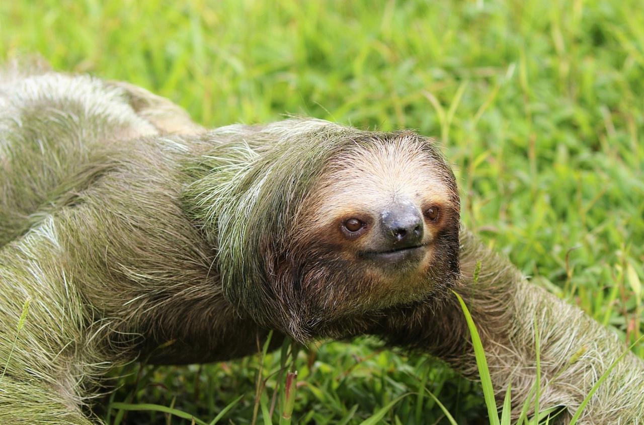 Three-toed Sloth, Costa Rica, Costa Rica Birding Tour, Costa Rica Nature Tour, Winter Costa Rica Tour, Naturalist Journeys
