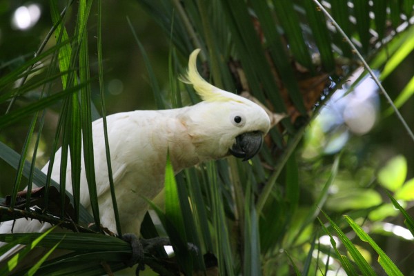 Sulphur-crested Cockatoo, Papua New Guinea, PNG, Papua New Guinea Birding Tour, Papua New Guinea Bird of Paradise, Papua New Guinea Nature Tour, Papua New Guinea Wildlife Tour, Naturalist Journeys