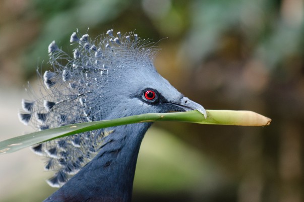 Victoria Crowned Pigeon, Papua New Guinea, PNG, Papua New Guinea Birding Tour, Papua New Guinea Bird of Paradise, Papua New Guinea Nature Tour, Papua New Guinea Wildlife Tour, Naturalist Journeys