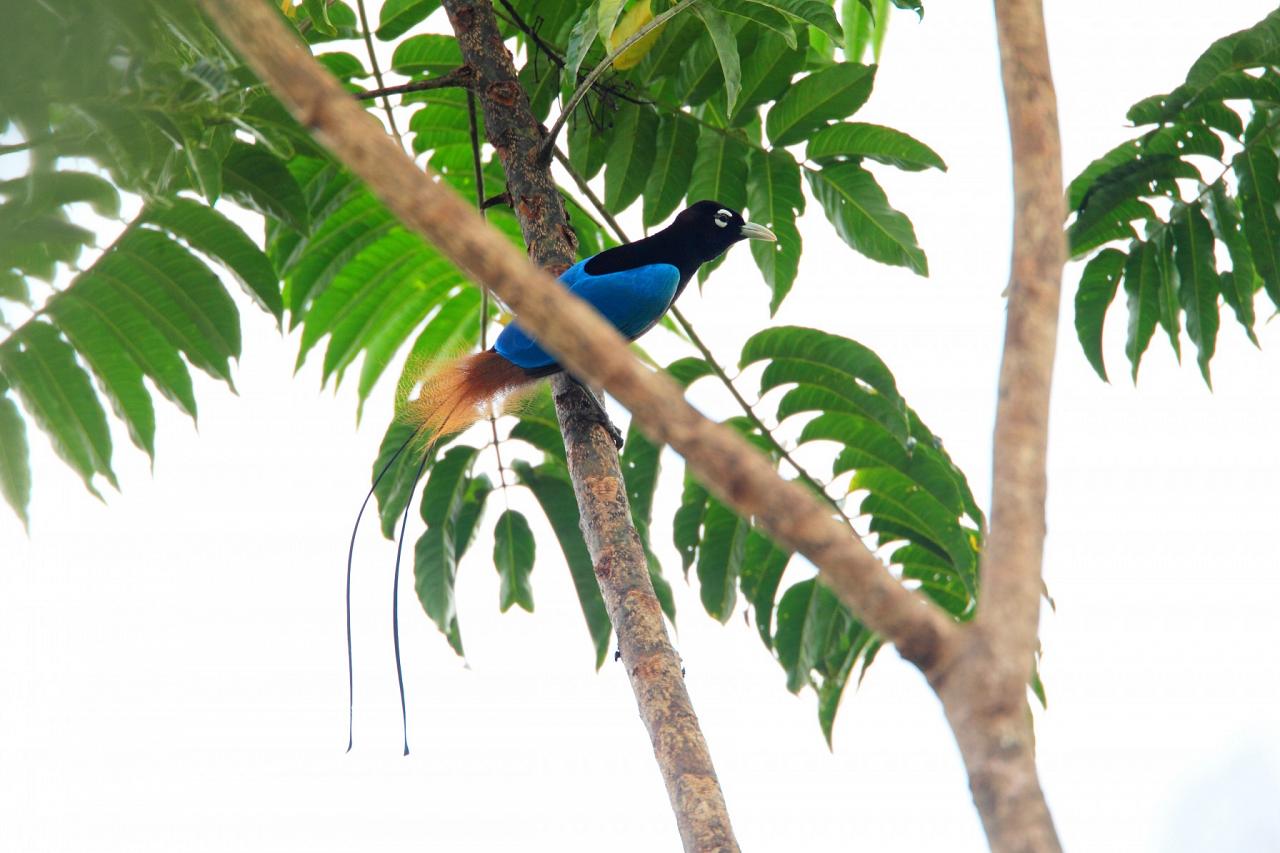 Blue Bird of Paradise, Papua New Guinea, PNG, Papua New Guinea Birding Tour, Papua New Guinea Bird of Paradise, Papua New Guinea Nature Tour, Papua New Guinea Wildlife Tour, Naturalist Journeys