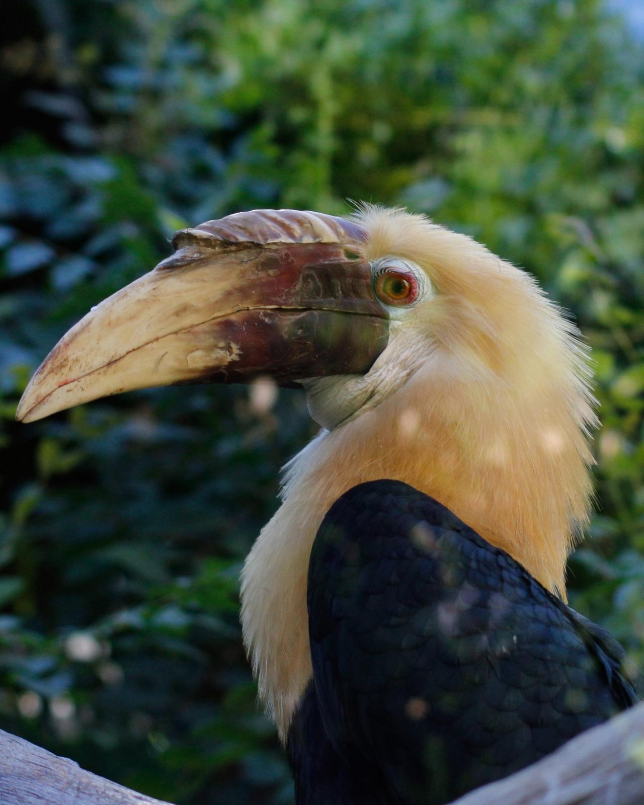 Blyth's Hornbill, Papua New Guinea, PNG, Papua New Guinea Birding Tour, Papua New Guinea Bird of Paradise, Papua New Guinea Nature Tour, Papua New Guinea Wildlife Tour, Naturalist Journeys