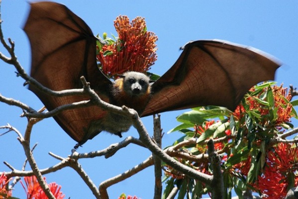 Flying Fox, Australia, Australia Nature Tour, Australia Wildlife Tour, Australia Birding Tour, Naturalist Journeys