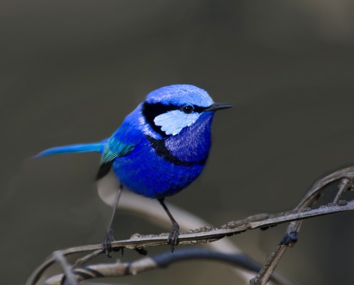 Splendid Fairy Wren, Western Australia, Australia, Naturalist Journeys, Australia Birding Tour, Australia Wildlife Tour 