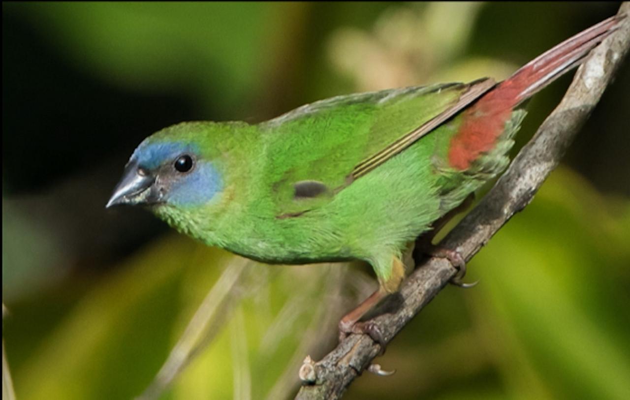 Blue-faced Parrotfinch, Australia, Queensland's Wet Tropics, Australia Wildlife Tour, Parrot