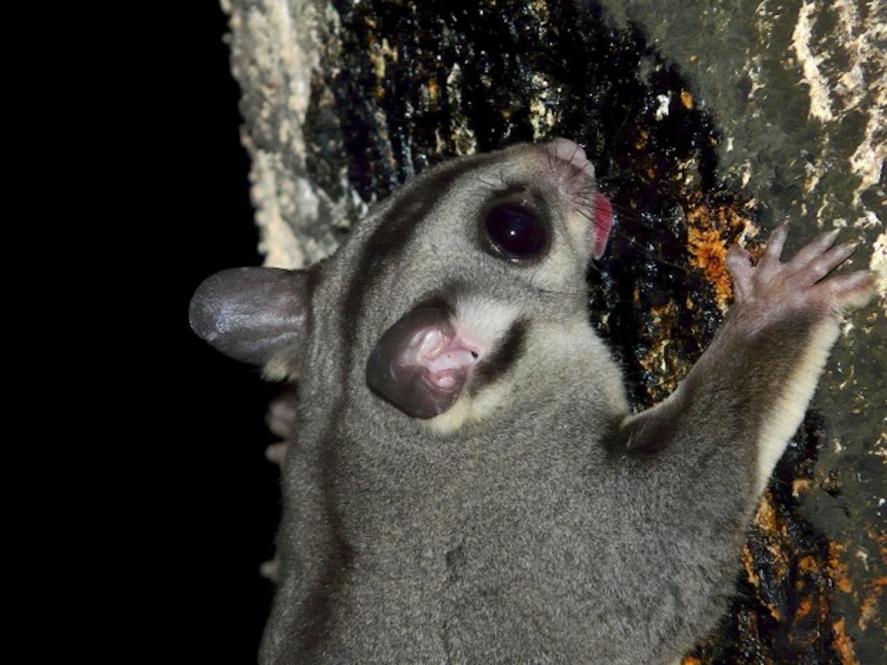 Sugar Glider, Australia, Queensland's Wet Tropics, Australia Wildlife Tour, Parrot