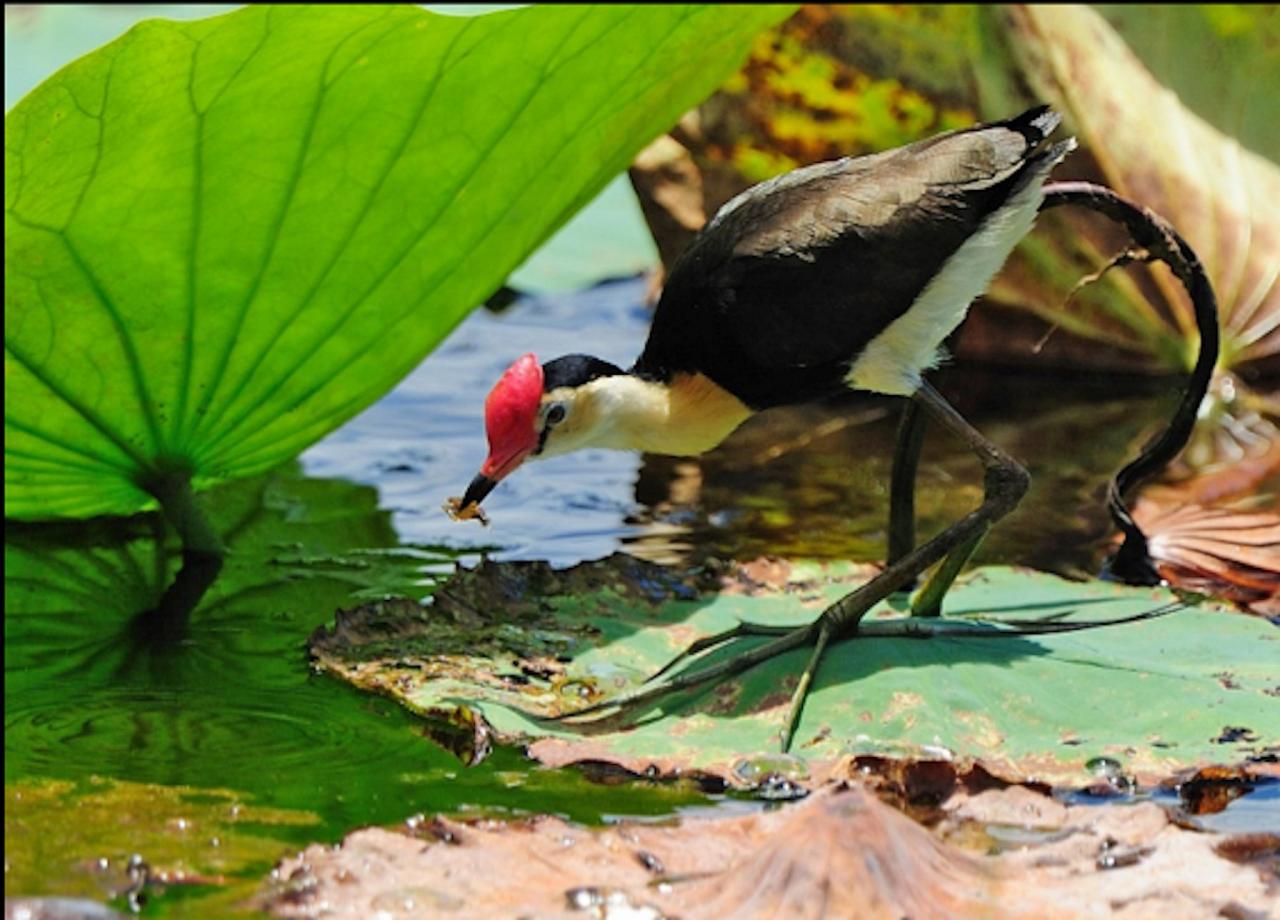 Comb-crested Jacana, Australia, Queensland's Wet Tropics, Australia Wildlife Tour, Parrot