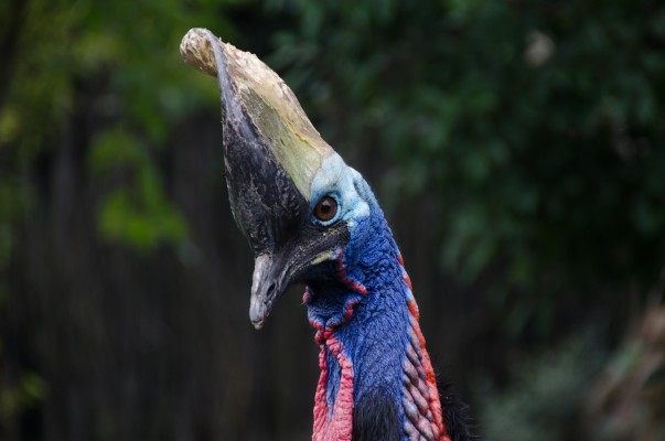 Southern Cassowary, Australia, Australia Nature Tour, Australia Wildlife Tour, Australia Birding Tour, Naturalist Journeys