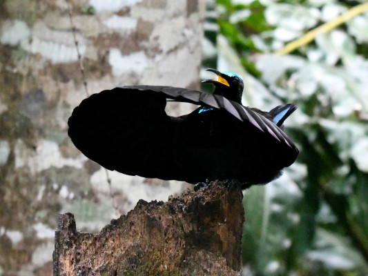 Victorias Riflebird, Australia, Australia Nature Tour, Australia Wildlife Tour, Australia Birding Tour, Naturalist Journeys