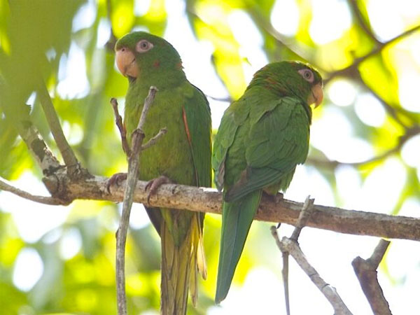 Cuban Parakeets, Cuba, Naturalist Journeys, Cuba Birding Tour, Cuba Nature Tour