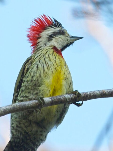 Cuban Green Woodpecker, Cuba, Naturalist Journeys, Cuba Birding Tour, Cuba Nature Tour