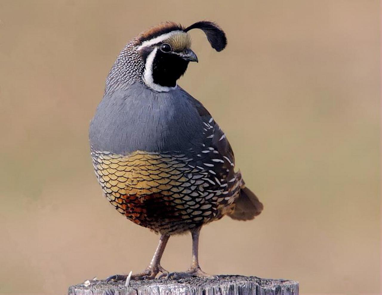 California Quail, California, California Birding Tour, California Nature Tour, California Wine Tour, Naturalist Journeys