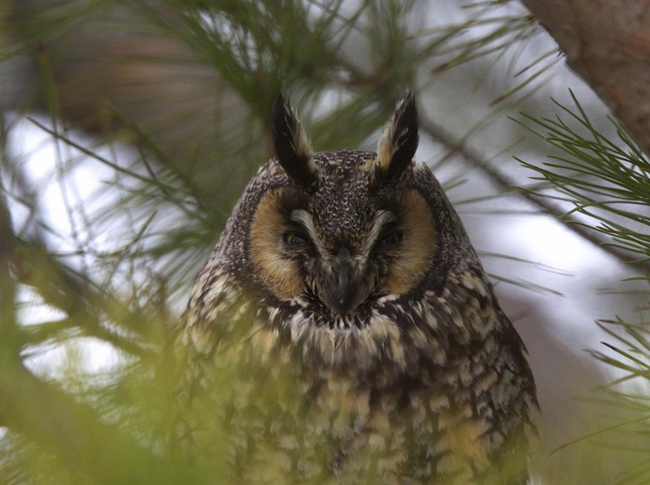 Long-eared Owl, California, California Birding Tour, California Nature Tour, California Wine Tour, Naturalist Journeys