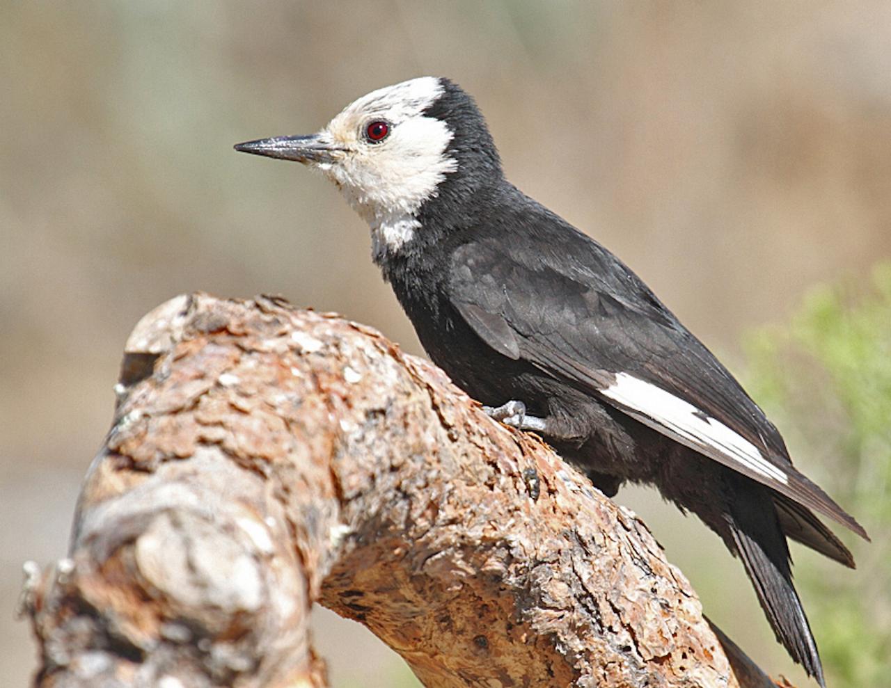 White-headed Woodpecker, California, California Birding Tour, California Nature Tour, California Wine Tour, Naturalist Journeys