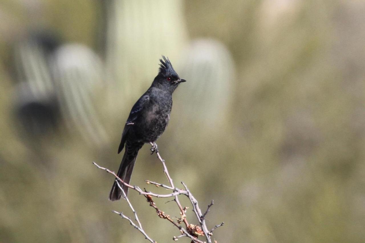 Phainopepla, California, California Birding Tour, California Nature Tour, California Wine Tour, Naturalist Journeys