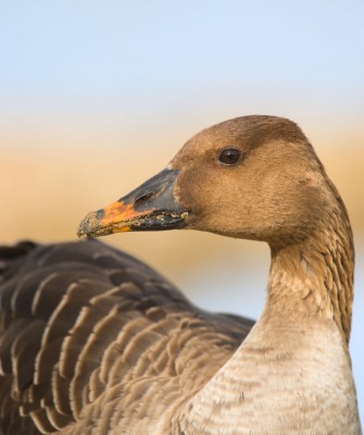 Birding California, Birding the United States, California Birds, Naturalist Journeys, Wildlife Tour, Wildlife Photography, Ecotourism, Specialty Birds, Endemic Birds, Birding Hotspot, Wine Country, California Central Valley