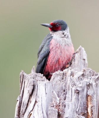 Birding California, Birding the United States, California Birds, Naturalist Journeys, Wildlife Tour, Wildlife Photography, Ecotourism, Specialty Birds, Endemic Birds, Birding Hotspot, Wine Country, California Central Valley