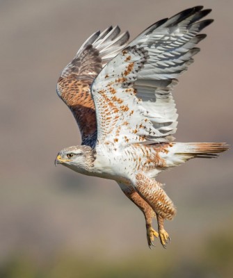 Birding California, Birding the United States, California Birds, Naturalist Journeys, Wildlife Tour, Wildlife Photography, Ecotourism, Specialty Birds, Endemic Birds, Birding Hotspot, Wine Country, California Central Valley