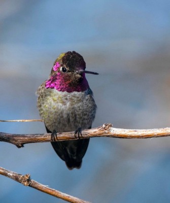 Birding California, Birding the United States, California Birds, Naturalist Journeys, Wildlife Tour, Wildlife Photography, Ecotourism, Specialty Birds, Endemic Birds, Birding Hotspot, Wine Country, California Central Valley