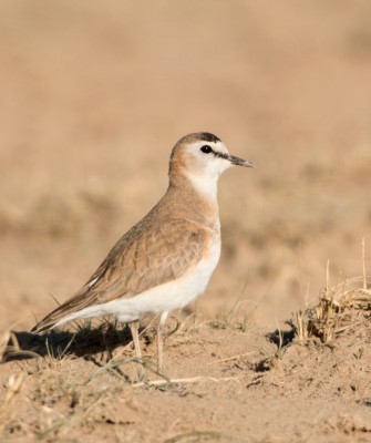 Birding California, Birding the United States, California Birds, Naturalist Journeys, Wildlife Tour, Wildlife Photography, Ecotourism, Specialty Birds, Endemic Birds, Birding Hotspot, Wine Country, California Central Valley